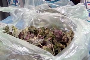 Reţeta zilei: Urzici frecate cu mălai