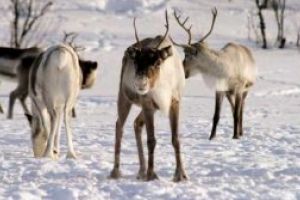 China importa reni din Olanda pentru a spori efectivele locale