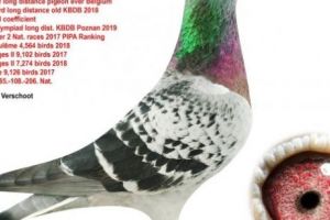 La licitaţia de astăzi s-a vândut cel mai scump porumbel din lume. Suma este fabuloasă