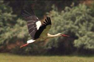 Vestitorii primăverii! Berzele se reîntorc în România