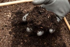 Noua soluţie new age pentru salvarea planetei. După moarte, oamenii vor fi transformaţi în gunoi de grajd