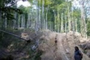 Senatorul Mihai Goţiu: „Romsilva e direct răspunzătoare de distrugerea Parcului Naţional Semenic – Cheile Caraşului“