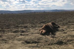 Un urs de aproximativ un an a fost călcat de un autovehicul în localitatea Secuieni