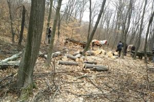 Jandarmii au depistat un furt de material lemnos şi au stopat vânzarea de cherestea fără acte