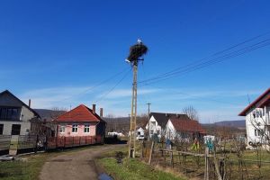 Au sosit berzele! Cum va fi vremea în perioada următoare