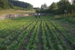 Aproximativ 100.000 de puieţi, plantaţi de regia locală a pădurilor Kronstadt