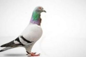 Un porumbel voiajor a fost vandut cu 1,25 milioane de euro in Belgia, un record mondial