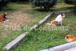 O firma din capitala va captura cainii fara stapan din municipiul Constanta (document)