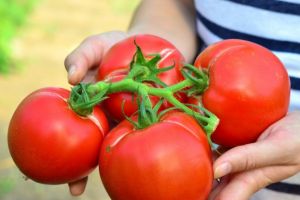 Programul „Tomata”  a atras 29 de solicitanţi în Gorj