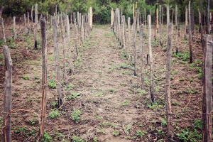 Agricultura pe înţelesul tuturor – Lucrări agricole în repausul vegetativ