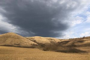 Listă completă pentru împădurirea de la Sânmihaiu de Câmpie