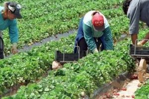 Atenţie la job-urile din străinătate. Tot mai mulţi români exploataţi