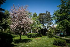 Sibiul prinde culoare – Primăria plantează arburi şi arbuşti în oraş