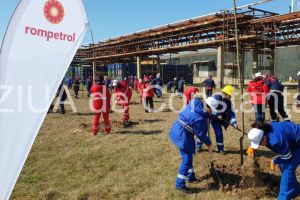  Actiune de amploare Rompetrol Rafinare. Sute de tei au fost plantati de angajati (galerie foto)