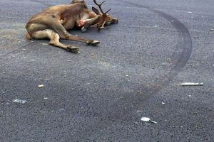 Un cerb a provocat un accident rutier