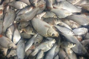 Lacurile de la Târgu Jiu, populate cu crap