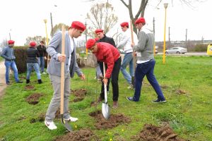 Câţi puieţi vor fi plantaţi, în această primăvară, în municipiul Braşov?