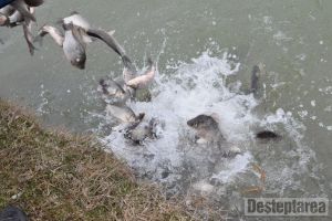 Peşte proaspăt în lacurile Gârleni şi Lilieci
