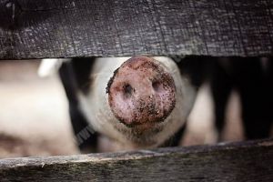 DÂMBOVIȚA: Pestă porcină la Poiana. Mai mulţi porci dintr-o gospădărie au fost eutanasiaţi