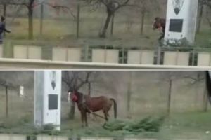 VIDEO: Cascadorii râsului la ieşire din Alba Iulia! Cursă “nebună” a unor tineri după un cal scăpat de la o căruţă