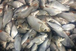 Lacurile de la Târgu-Jiu, populate cu crap