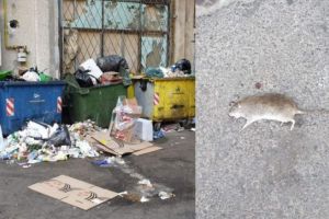 Gunoaie si sobolani morti, chiar sub nasul Sanepid! Imagini apocaliptice în Ploieşti