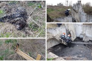 Trei câini care au căzut într-un bazin cu smoală, salvaţi de pompierii timişoreni