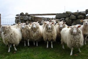 „Organizarea stînelor de către cooperative, încă o armă de luptă împotriva ...