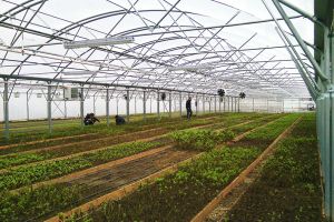 LOCURI DE MUNCĂ ÎN STRĂINĂTATE. 295 de oferte prin intermediul reţelei Eures România. Se caută lucrători în agricultură, îngrijitori la domiciliu, infirmieri şi muncitori