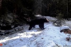 Urs în căutarea hranei într-o pădure din Parcul Naţional Cheile Bicazului – Hăşmaş