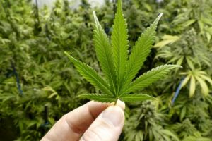 Cannabisul ar putea fi legalizat în scop medicinal. Teodorovici - De ce să nu analizăm dacă practica europeană e de luat în calcul?