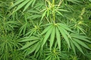 BREAKING NEWS/ România pregăteşte LEGALIZAREA consumului de CANABIS