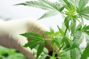 Cannabisul ar putea fi legalizat în România – Va fi utilizat în scopuri medicinale