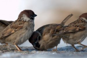 20 martie: Ziua Internaţională a Vrăbiilor