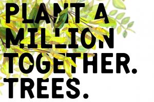 Fanii Electric Castle sunt invitaţi să planteze 1000 de arbori în pădurea Gheorgheni