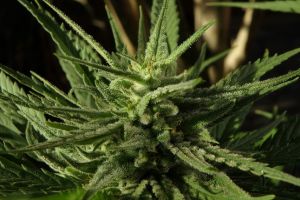 Legalizarea canabisului în România, cu un pas mai aproape de realitate