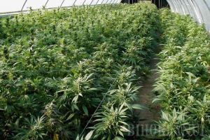 Surpriză: Ministrul Finanţelor anunţă că ar putea propune legalizarea consumului de canabis, în scop medicinal