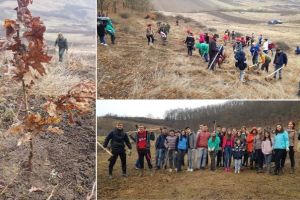 FOTO: Peste 1600 de puieţi de stejar au fost plantaţi în zona localităţii Ciumbrud. Încă 1400 urmează să fie plantaţi zilele următoare