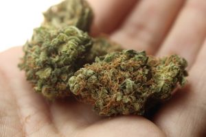 Ministrul Sănătăţii crede că legalizarea canabisului ar fi un lucru pozitiv
