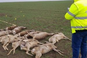 Ferme din trei localităţi amendate serios pentru că au otrăvit zeci de căprioare