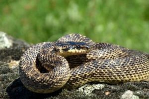 Șarpele cu patru dungi din Dobrogea