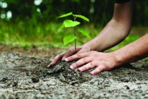 În „Luna plantării arborilor“, Romsilva Vâlcea va împăduri sau regenera natural păduri pe o suprafaţă totală de 300 hectare
