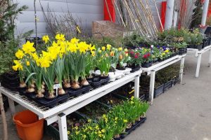 Magazinul de plante Kaluna vă aşteaptă în parcarea Era Park Oradea (FOTO)