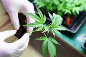 Care sunt PAȘII pentru utilizarea CANNABISULUI în scop MEDICAL