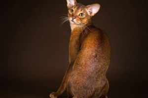 Salonul Internaţional Felin ajunge la Bucureşti