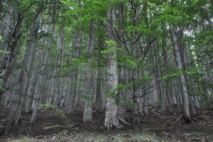 Ziua Internaţională a Pădurilor şi Luna Plantării Arborilor