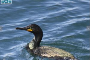 O noua specie de pasari, confirmata in Romania. Pasarile, observate in portul Constanta (galerie foto)