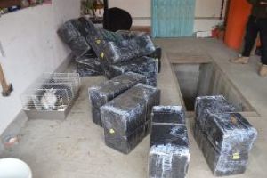 Perchezitii: Mascatii de la ITPF Sighet au descins in Lunca la Tisa