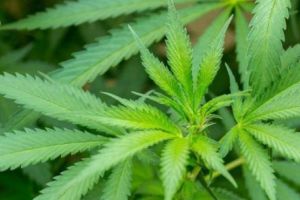 Reprezentanţii Comisiei Europene a reacţionat dur la planul Guvernului de a legaliza canabisul în scop medicinal