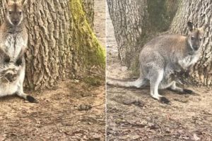 S-au născut doi pui de cangur la Grădina Zoologică din Târgu-Mureş!